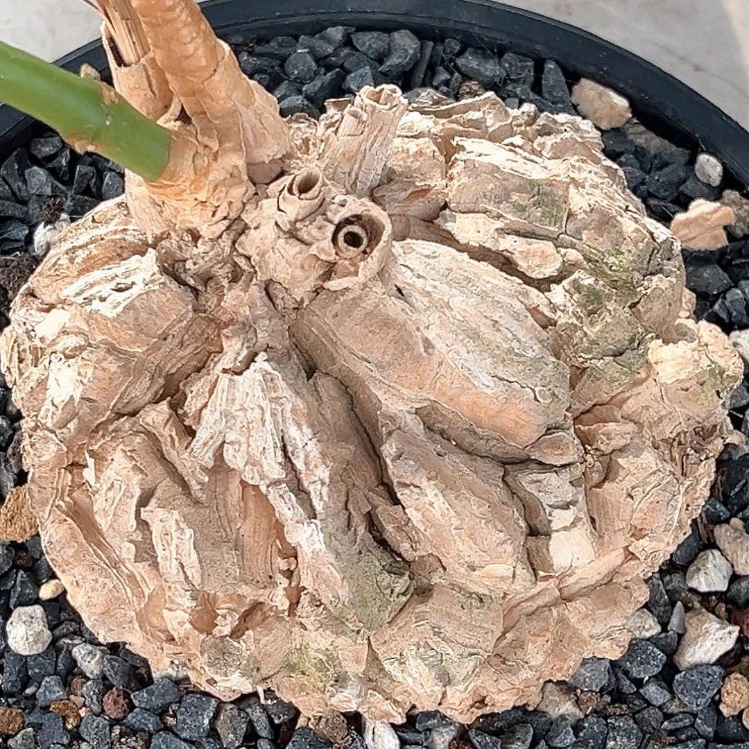 潮流植物龟甲罗魔5折福利漏