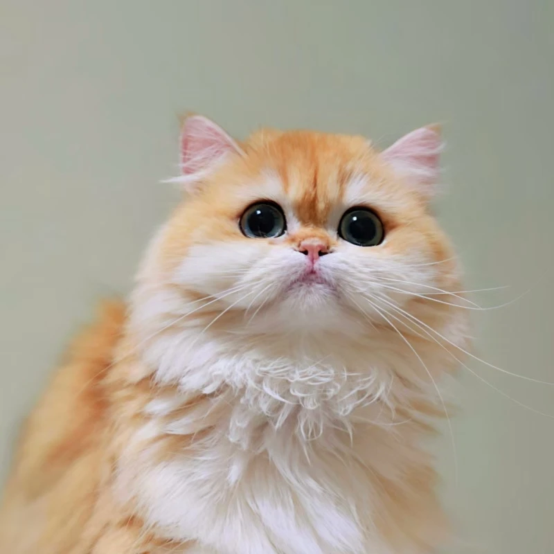 【温渡喵喵猫舍】猫咪活体