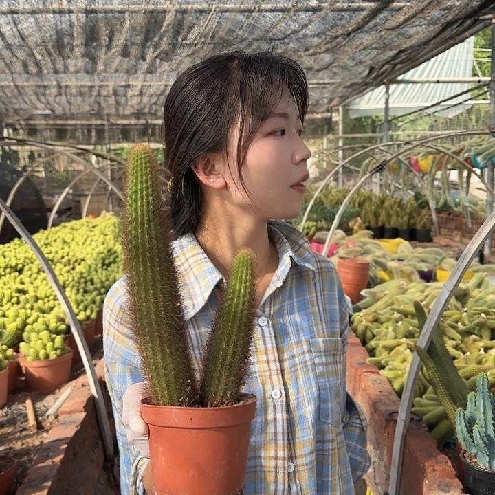 红刺金妞两颗2头起