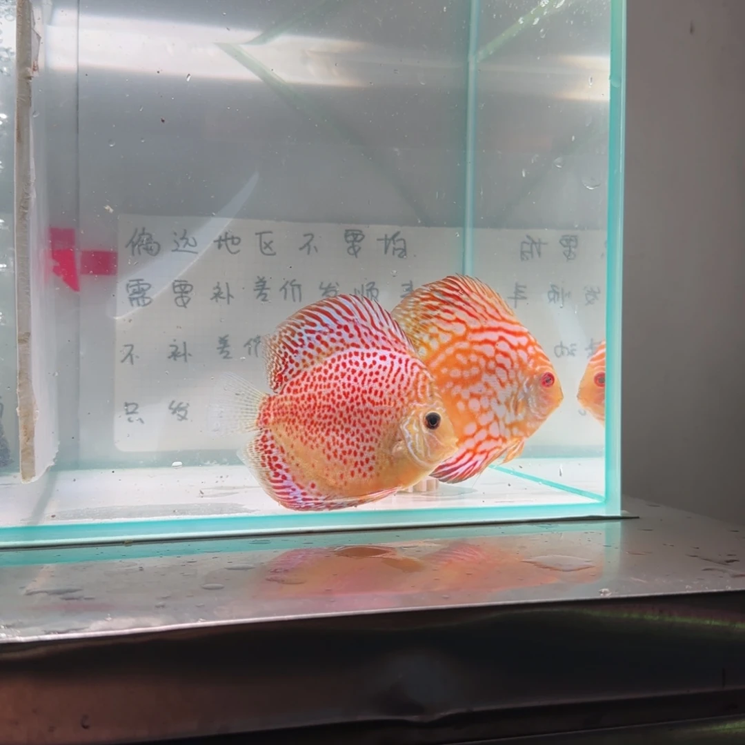 七彩神仙鱼七彩神仙8-11