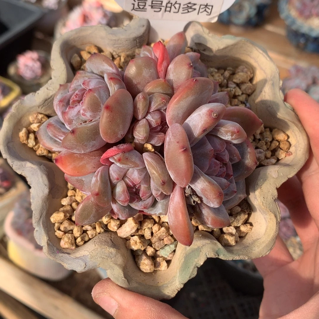 A0709 星影群 捧花 有砍 8.5cm