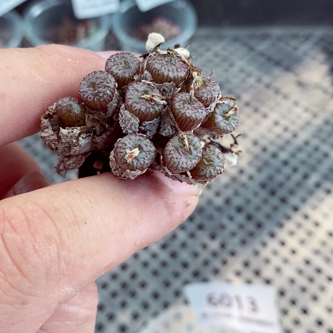 6013。