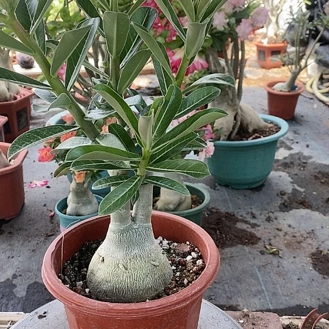 【闪购商品】无花朵草*绿植