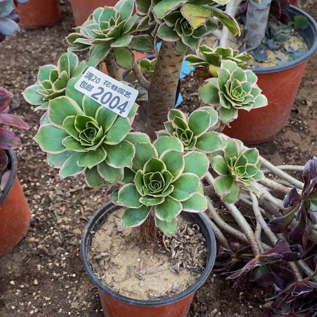 2004 包邮断枝不售后多肉植物