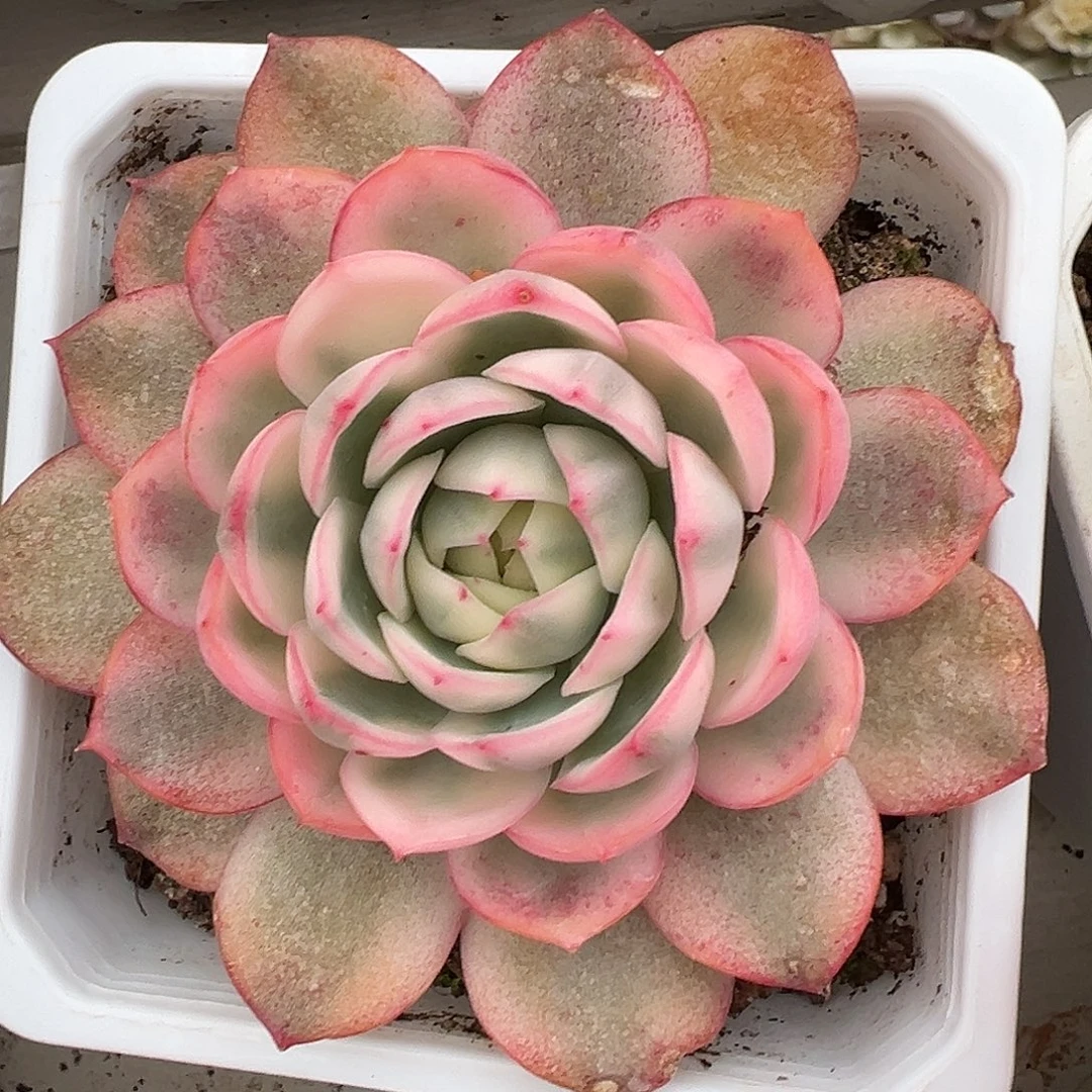 韩水晶锦多肉植物