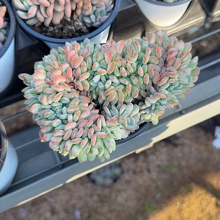 青蛙王子儿童牙膏11