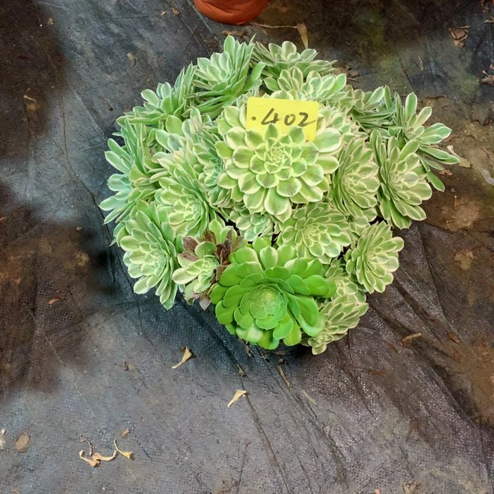 402碧浪多肉111111