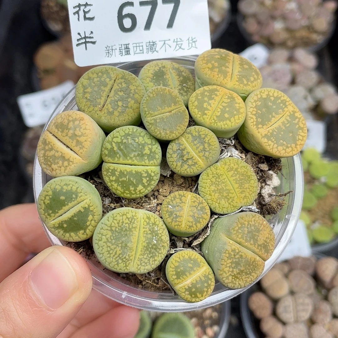 6770000000花花花花花花