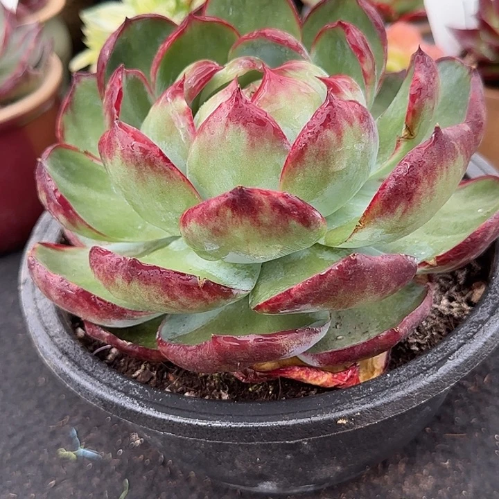 包子花脸拉丝惊鸿一物一拍包装收缩花旱