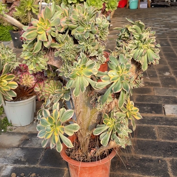 法师老桩缀化灿烂