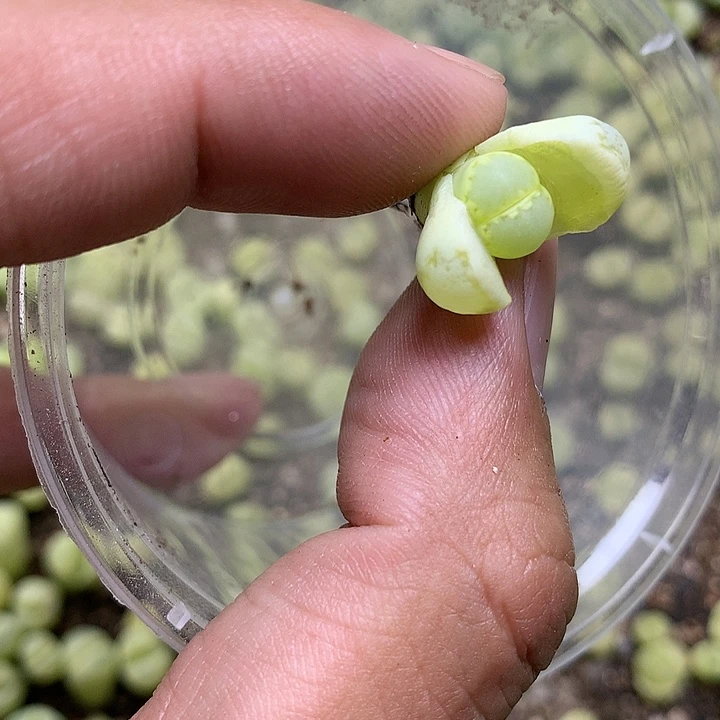 E12多肉植物保护