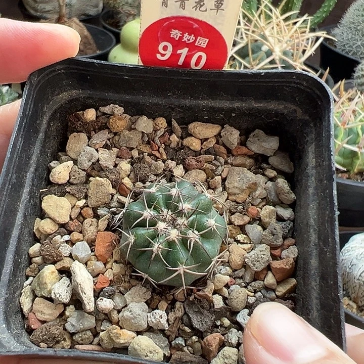 实生紫丽圆盘玉一棵