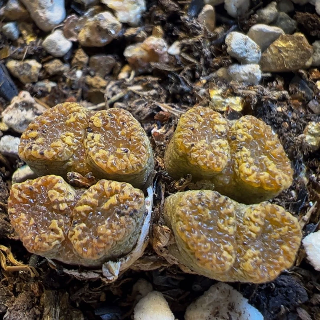 231多肉植物百科知识