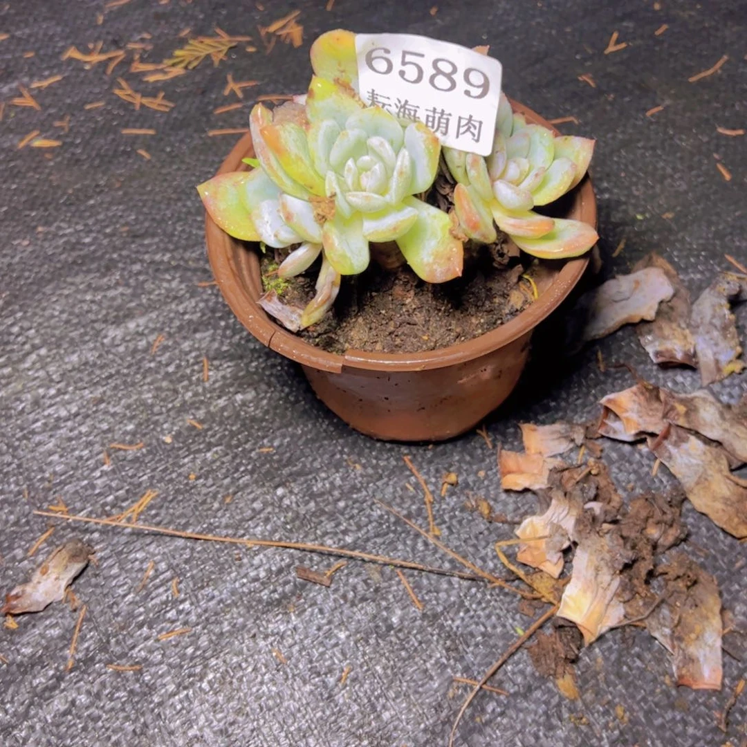 满***柴小凤城6589多肉植物