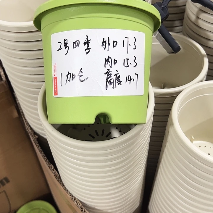 特价2号四季口17.3高14.7果绿无托10只