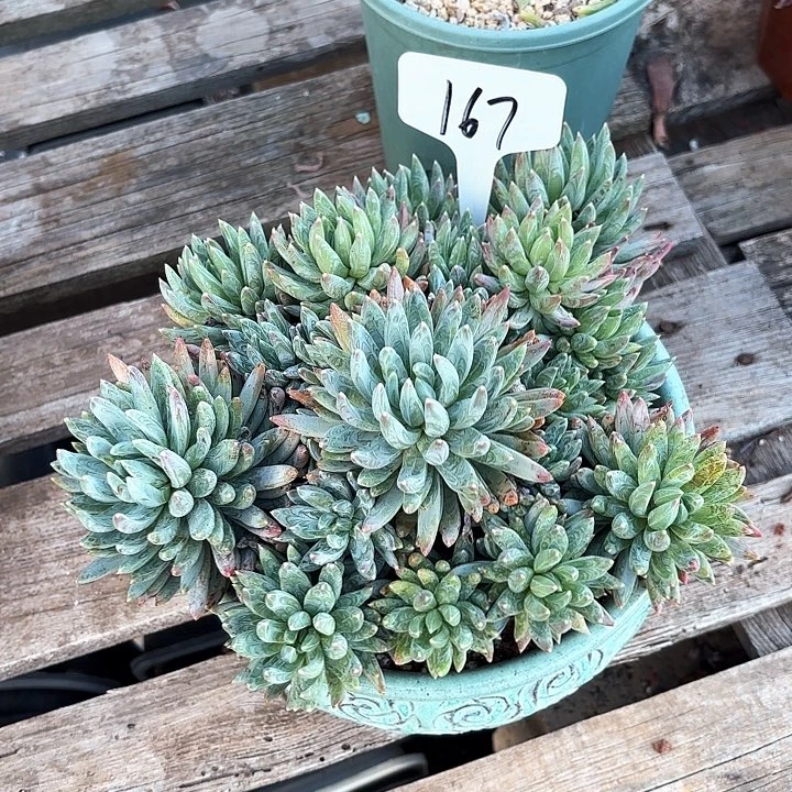 多肉植物，炫彩星167号