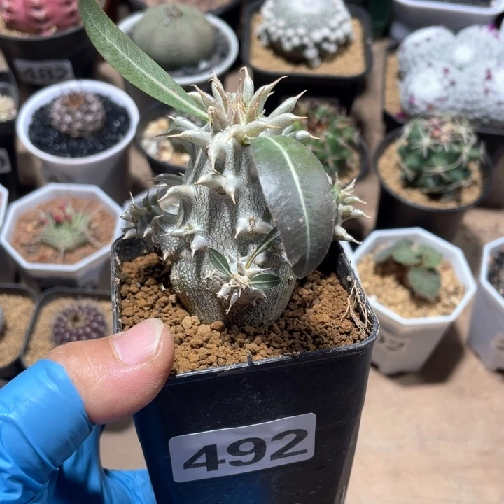 492西巴女王块根植物
