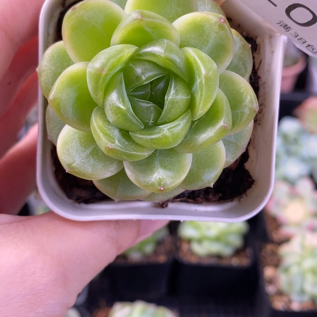 瑶瑶珍妮母本20号