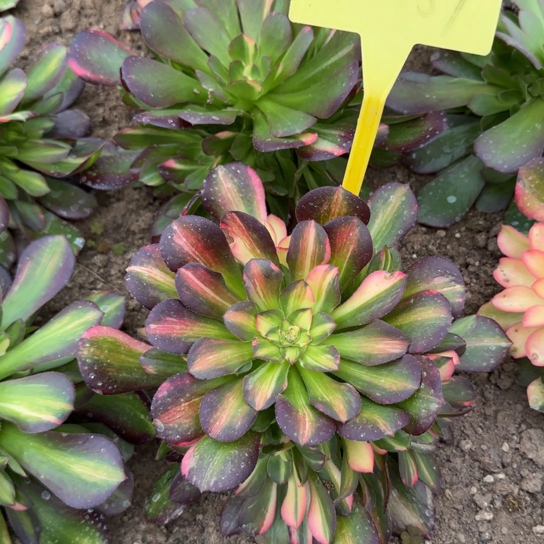 2-459+--多头多肉植物