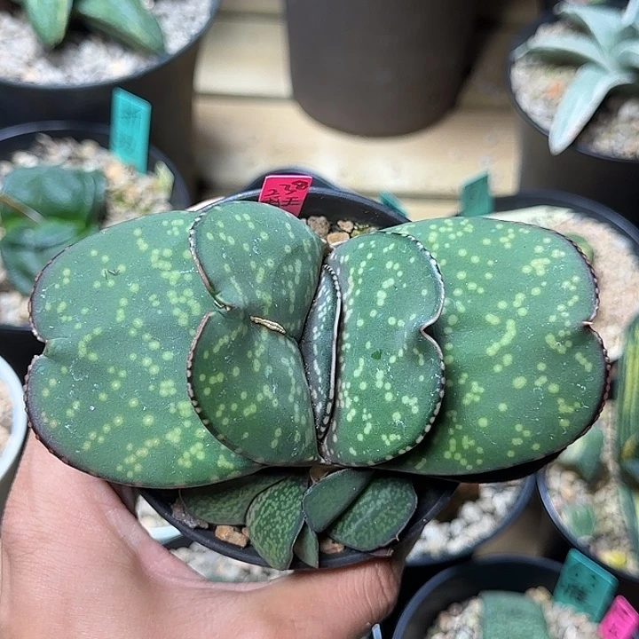 大型宽短厚卧牛带侧芽