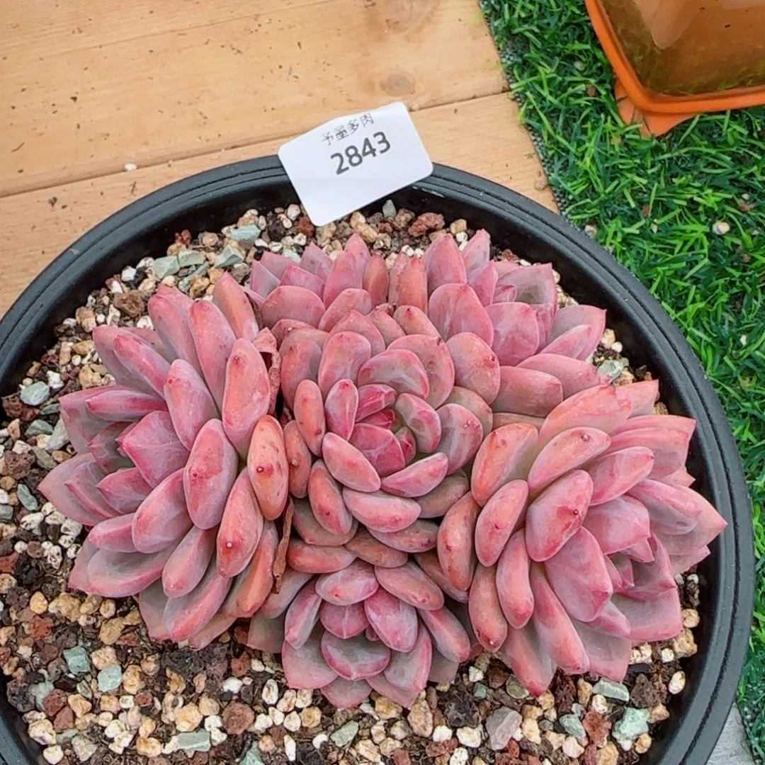 爱丽儿，2843多肉植物
