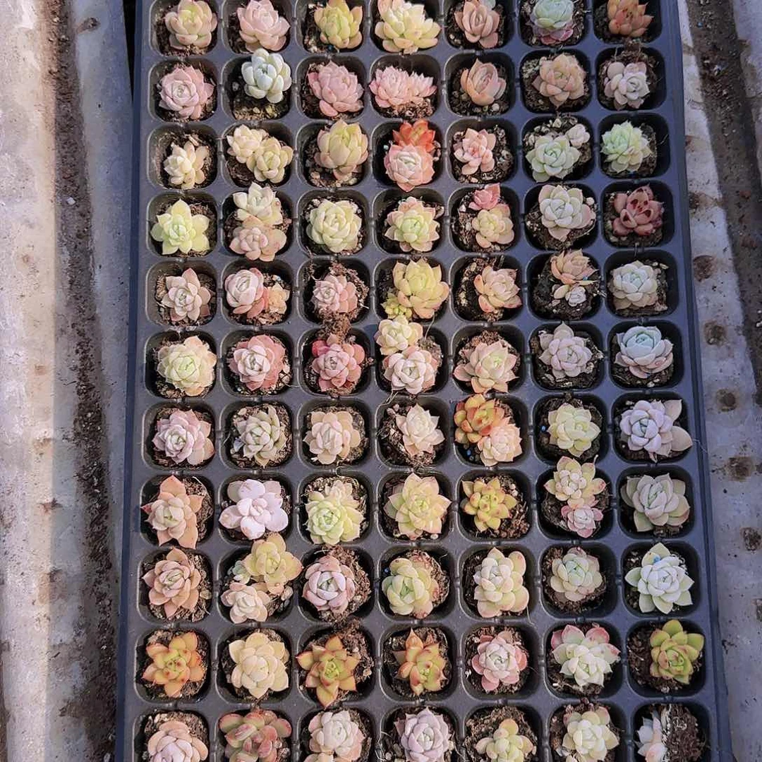 直播一物一拍多肉93