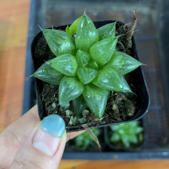 换盘种好玉露寿多肉植物