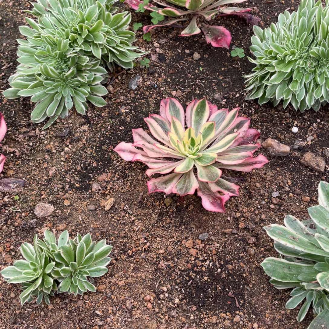 魅影单头多肉法师断枝不包量