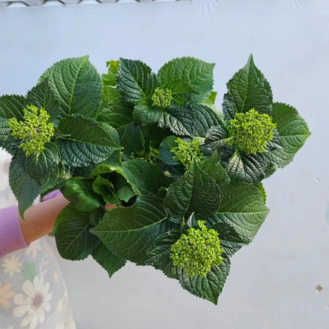 【无尽夏】A级无尽夏  绣球花盆栽庭院好养的花卉植物室内花