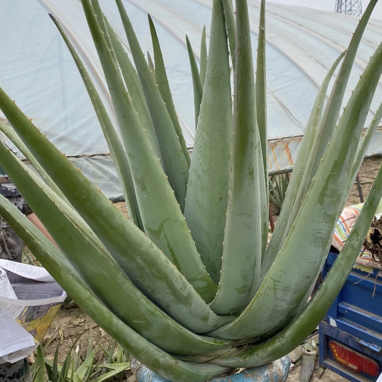 库拉索芦荟盆栽美容院灌肤带根美容室内外绿植花卉芦荟苗