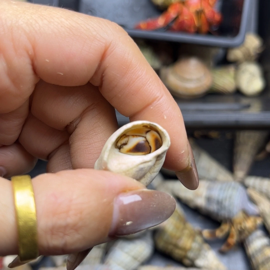 特价磨尖有点狠1.2口马深