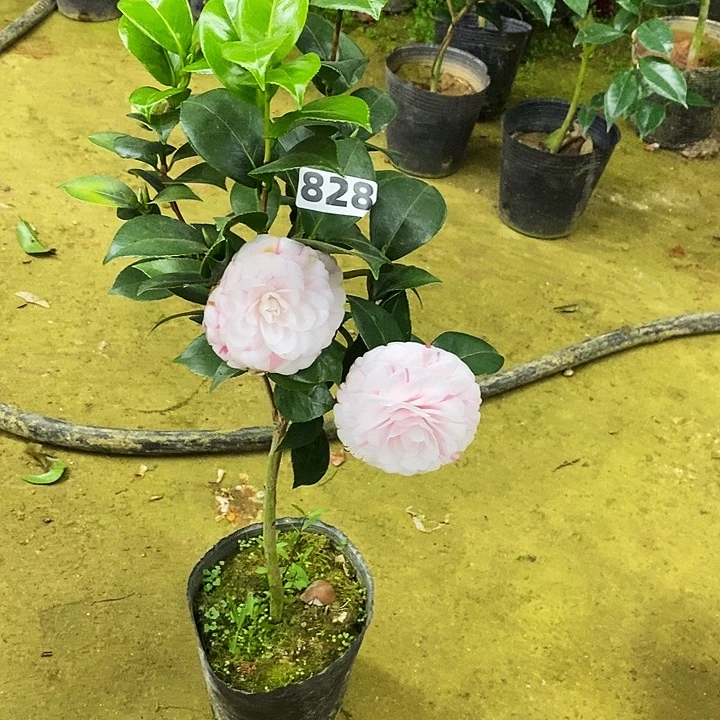 白十八。茶花。   828。