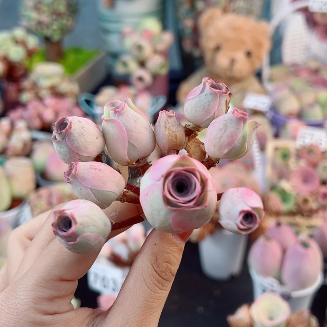 小***赫635桃花坞飘枝群。