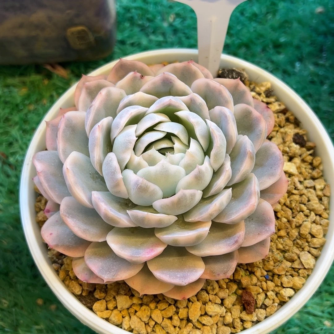 雪球锦，，，，，，，，，，，，，，