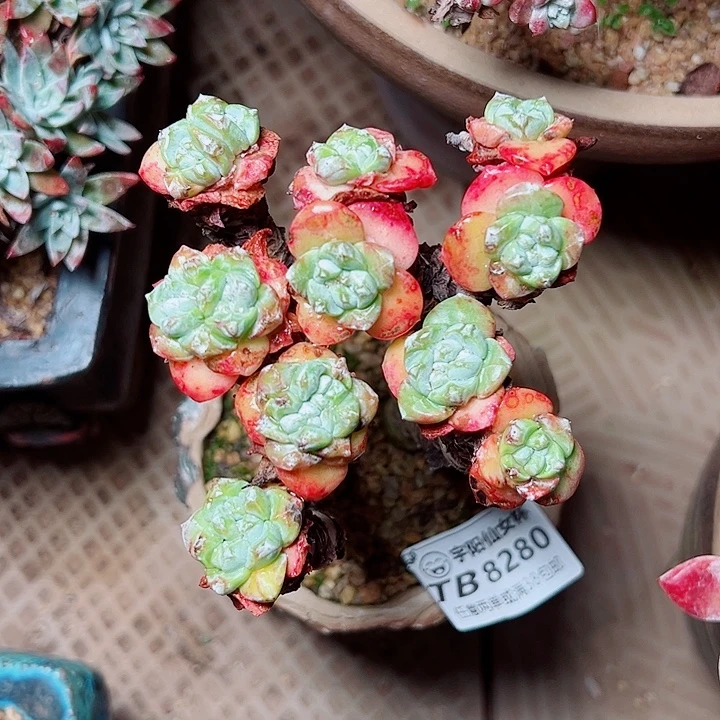 8280青刚苹果叶仙女杯多肉