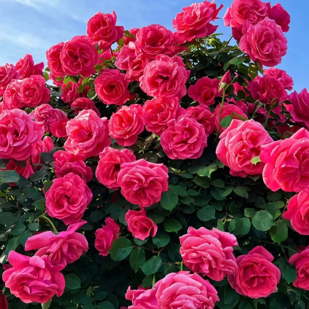 2颗.精品棒棒糖（月月开花，月月爆盆）