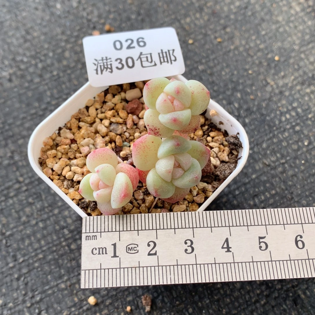 26三友福利白体冰玉冠服3.5