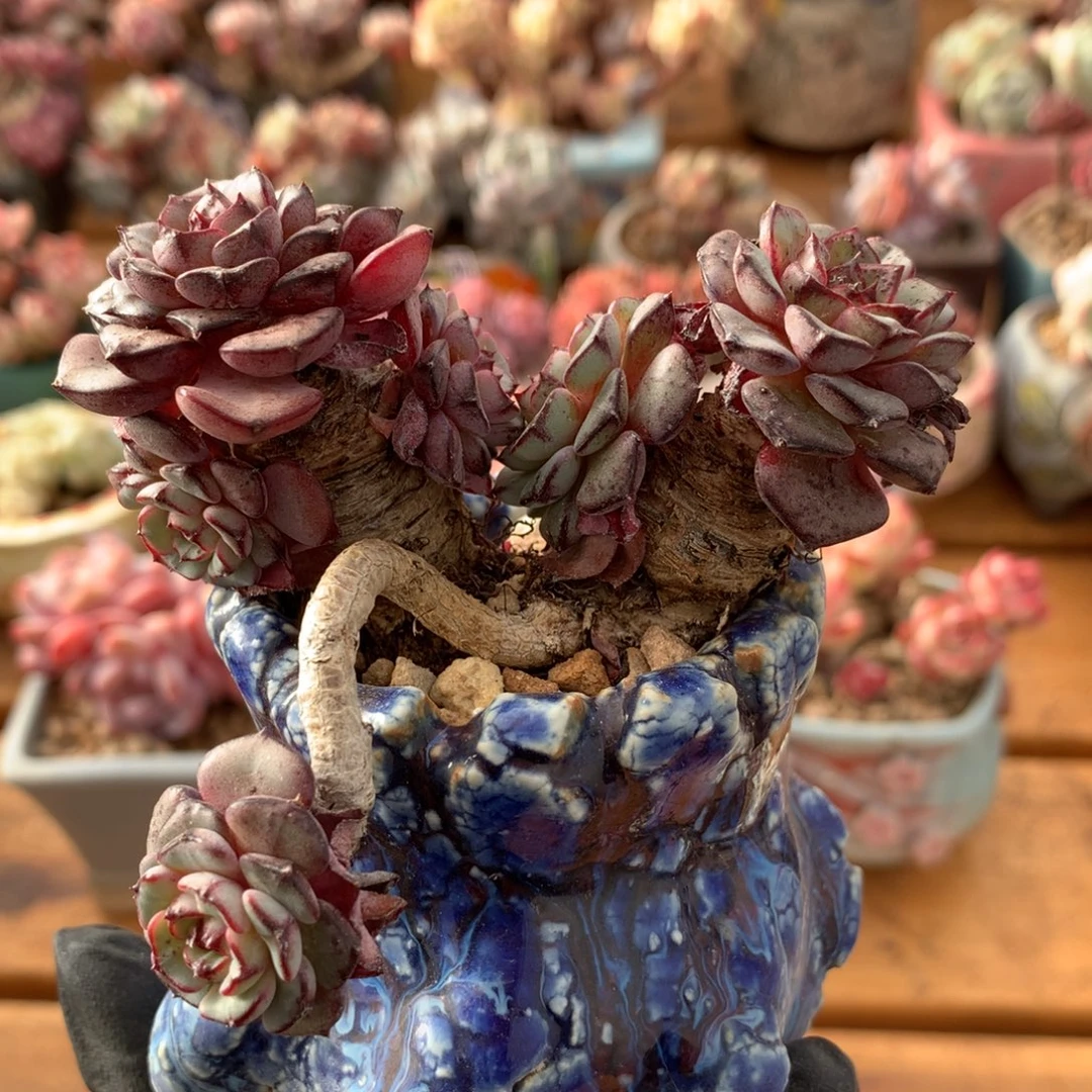 拿铁一物一拍 057