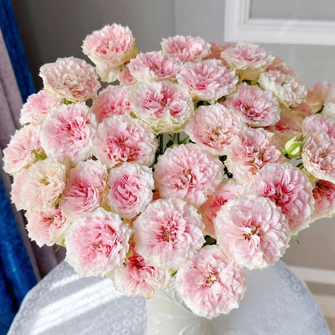 情迷罗拉玫瑰 拍三单花材每单送2包专用营养剂 任意两单顺丰包邮