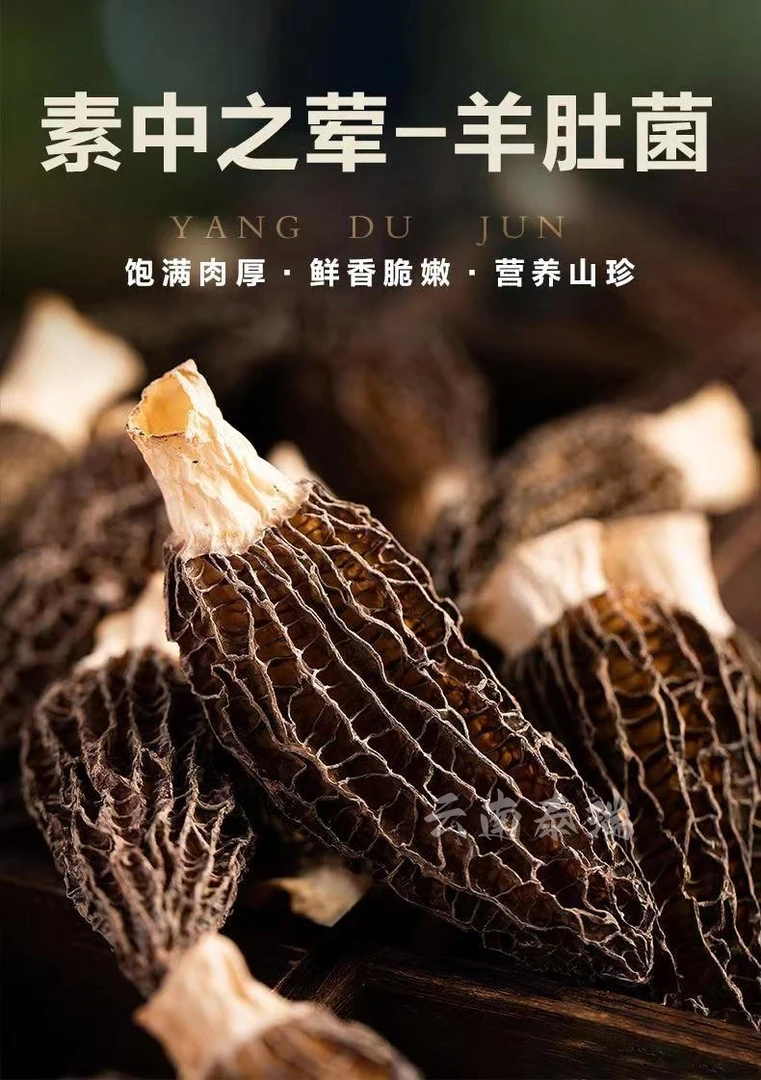 正宗云南腾冲高山羊肚菌