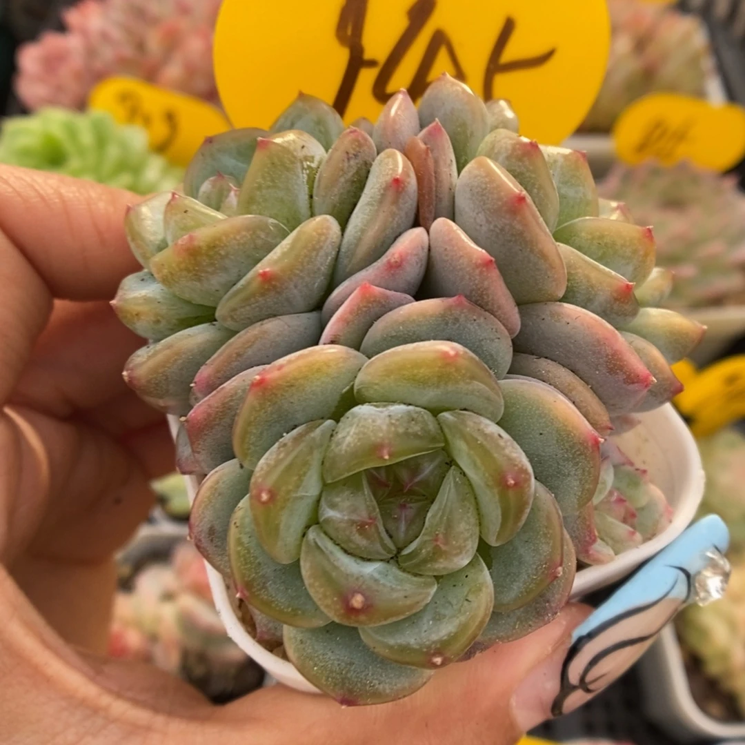 甜心3000群生945号