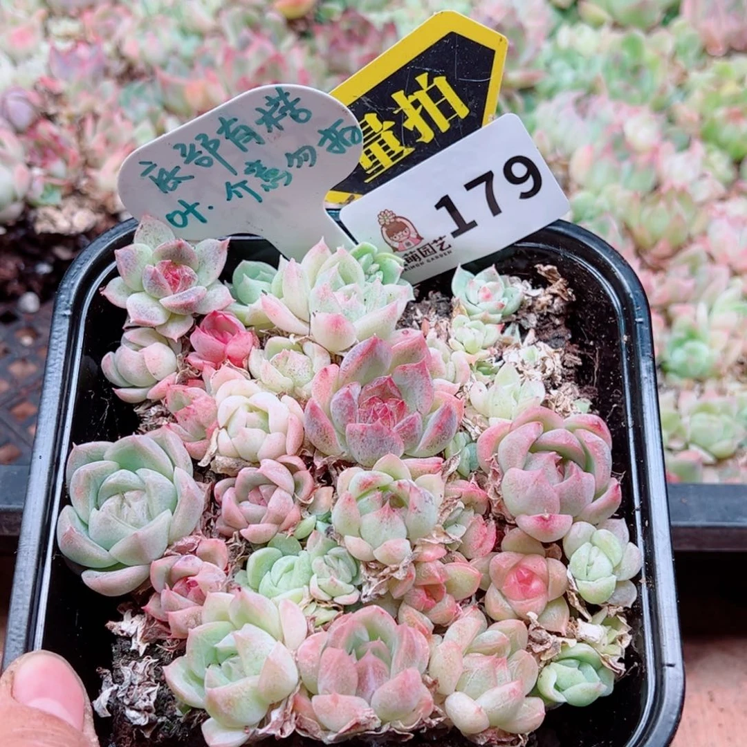 多肉植物多肉植物