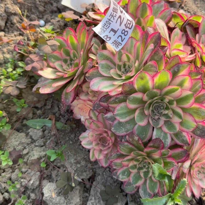 8129三号棚倾城多肉W