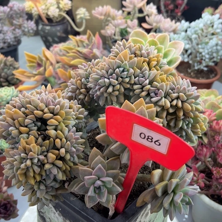 旂*妈淡雪缀多肉植物086