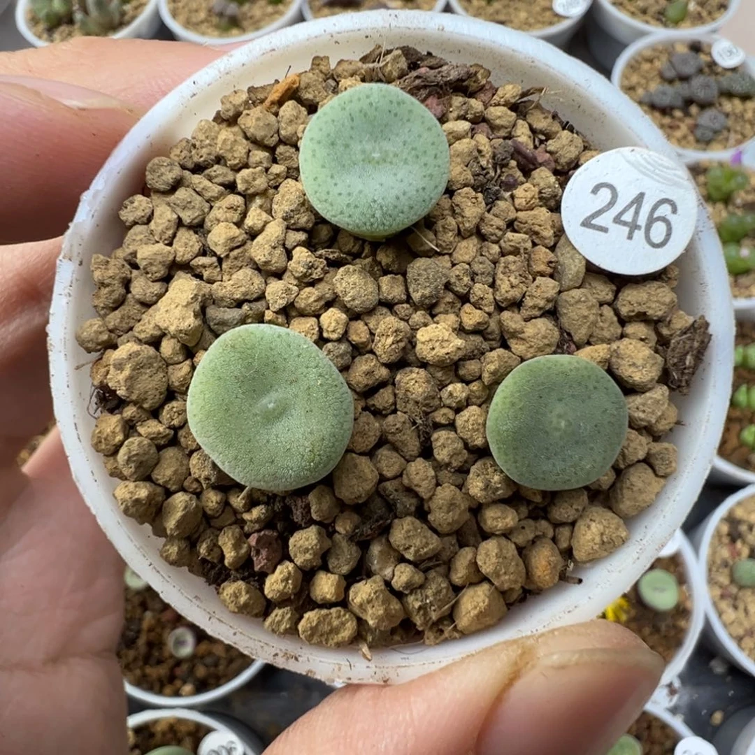毛饼一颗脱土246000