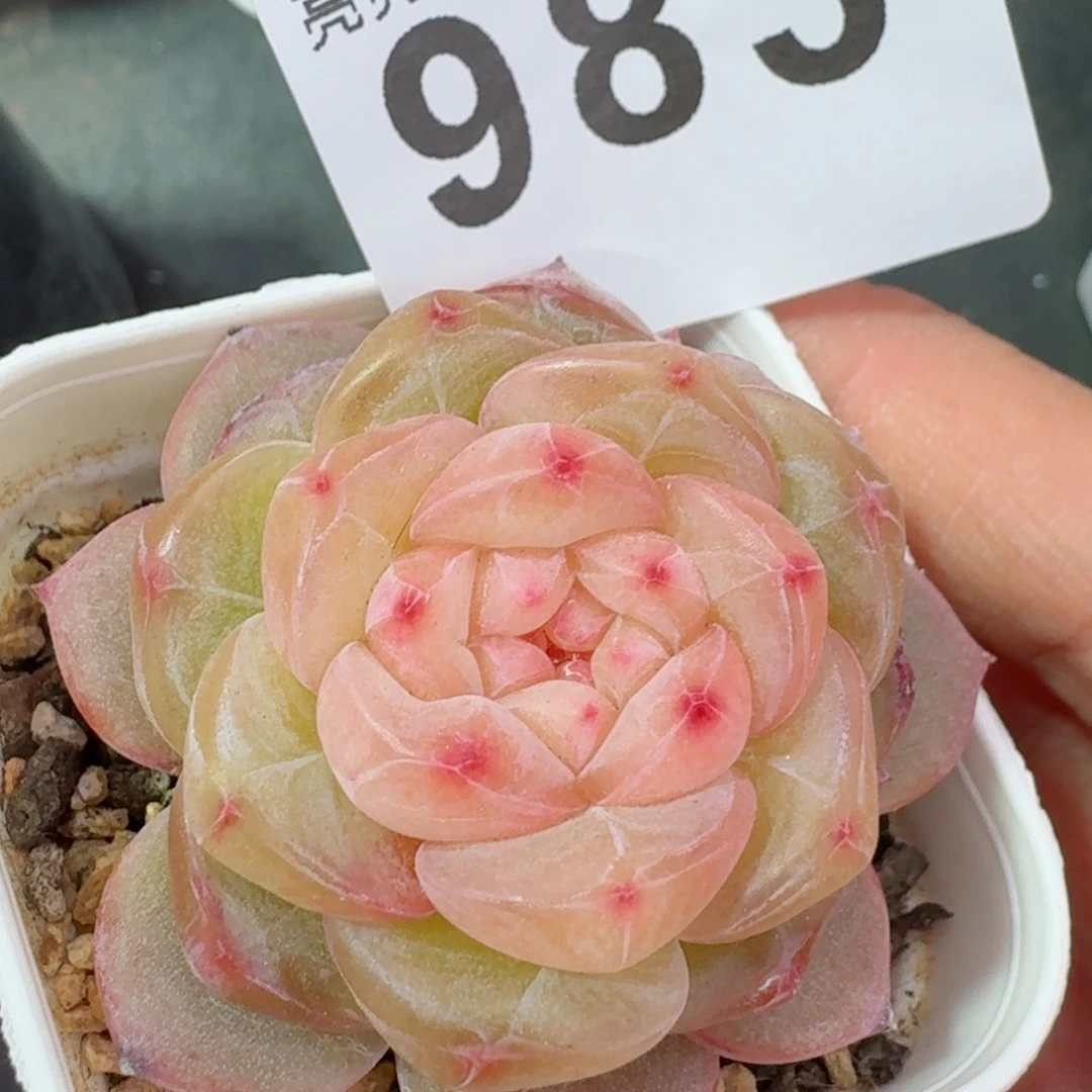 孤品珍妮         精品多肉