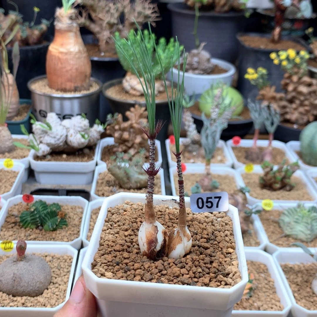 Gv弹簧草多肉带盆