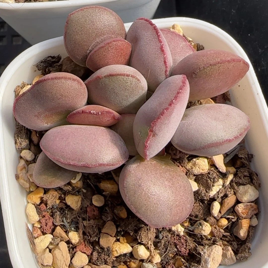 白肌红蛋多肉水泡植物