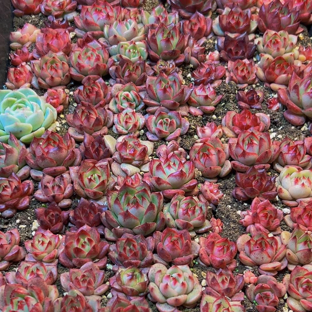 用***2121度的高温下的一个