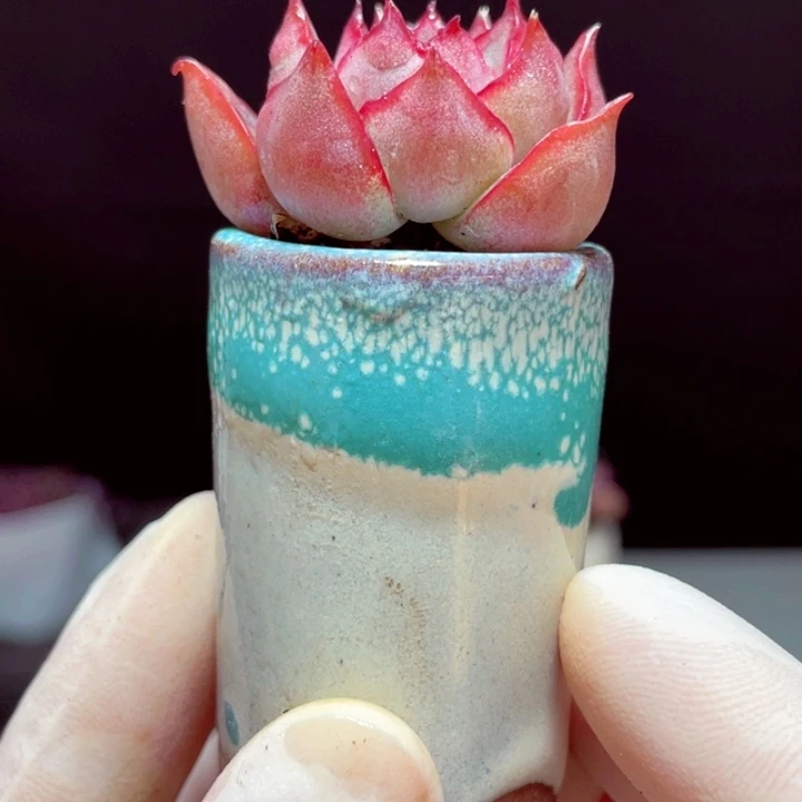 宝莲灯样品1颗带盆发货